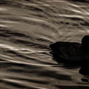 Common Coot