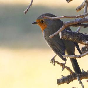 European Robin