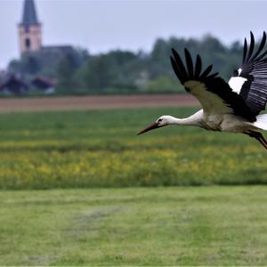 White Stork