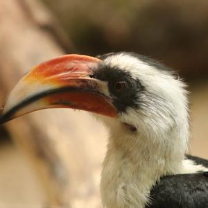 Von der Decken's Hornbill