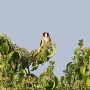 European Goldfinch