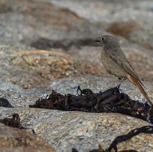 Black Redstart