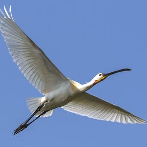 Eurasian Spoonbill