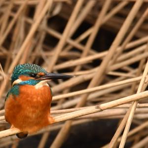 Common Kingfisher