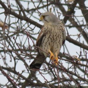 Common Kestrel