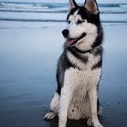 Siberian Husky