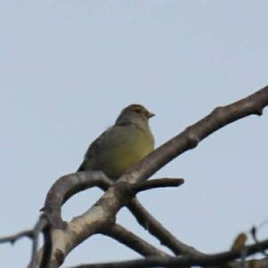 Alpine Citril Finch