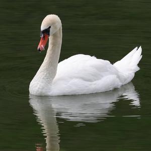 Mute Swan