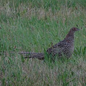 Common Pheasant