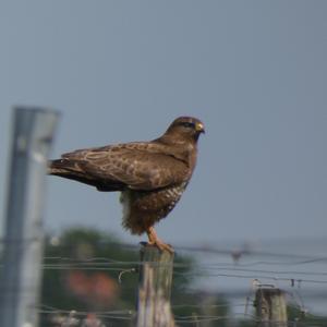 Common Buzzard