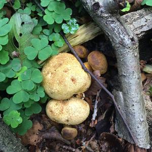 Parasitic Bolete