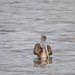 Brown Pelican