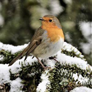 European Robin