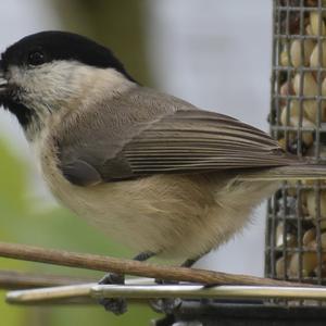 Marsh Tit