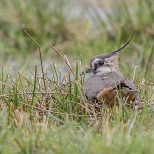 Northern Lapwing