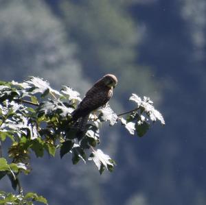 Peregrine Falcon