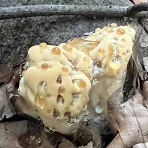 Black-staining Polypore