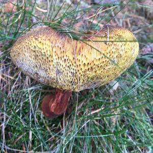 Red-cracked Bolete