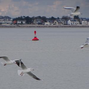 Black-headed Gull