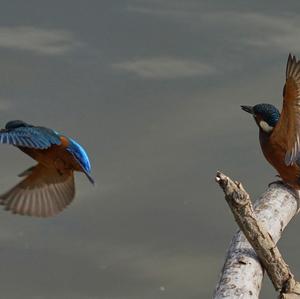 Eisvogel