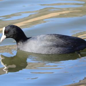 Bläßhuhn