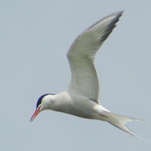 Common Tern