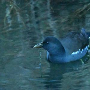 Common Moorhen