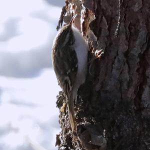 Eurasian Treecreeper