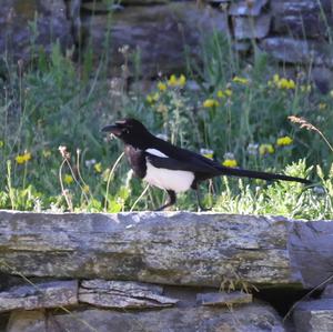 Black-billed Magpie