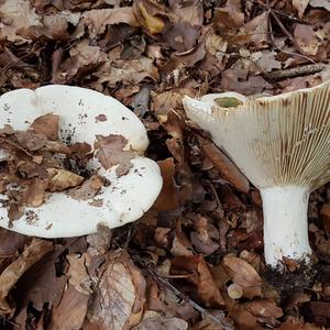 Fleecy Milk Cap