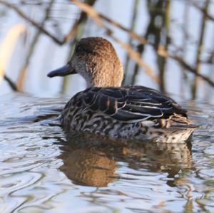 Common Teal