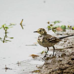 White Wagtail