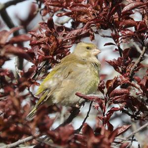 European Greenfinch