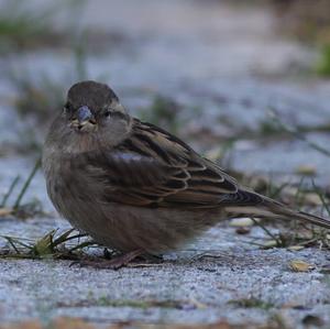 House Sparrow