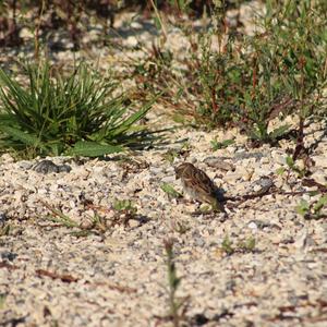 House Sparrow