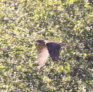 Eurasian Sparrowhawk