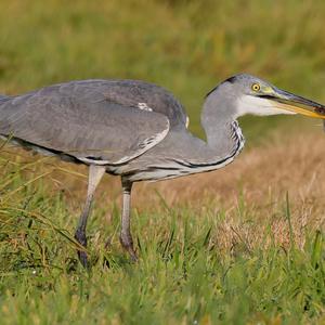 Grey Heron