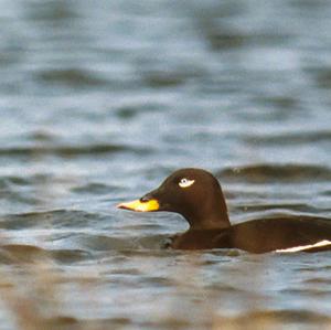 Velvet Scoter