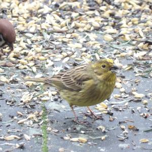 Yellowhammer