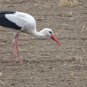 White Stork