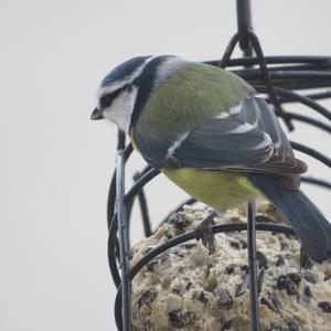 Blue Tit