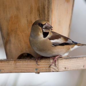 Hawfinch