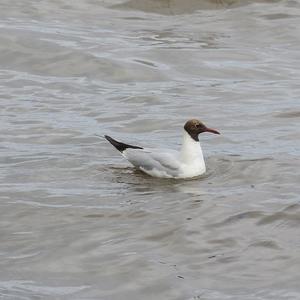 Black-headed Gull