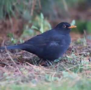 Eurasian Blackbird