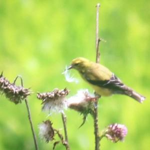 American Goldfinch