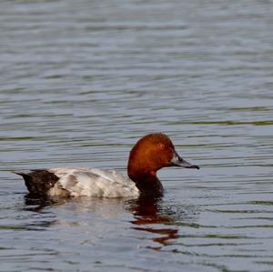 Common Pochard