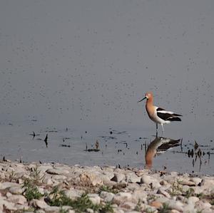 American Avocet