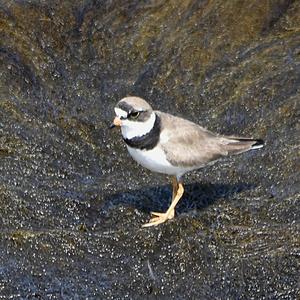 Common Ringed Plover