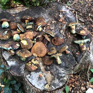 Dotted-stem Bolete