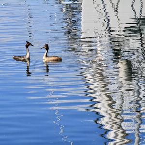 Great Crested Grebe